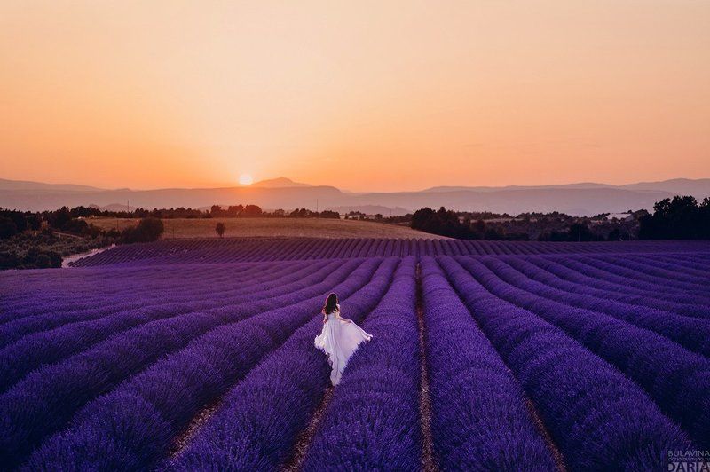 лавандовое поле,  лаванда,  прованс, франция,  Айгульphoto preview