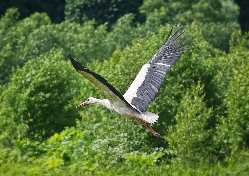 Встреча с аистом Встреча с аистомphoto preview