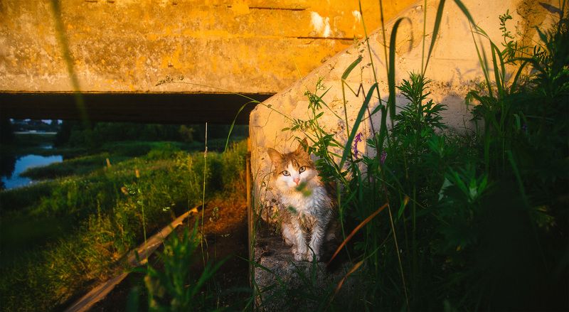 устый, кот, россия, дунилово Усатыйphoto preview