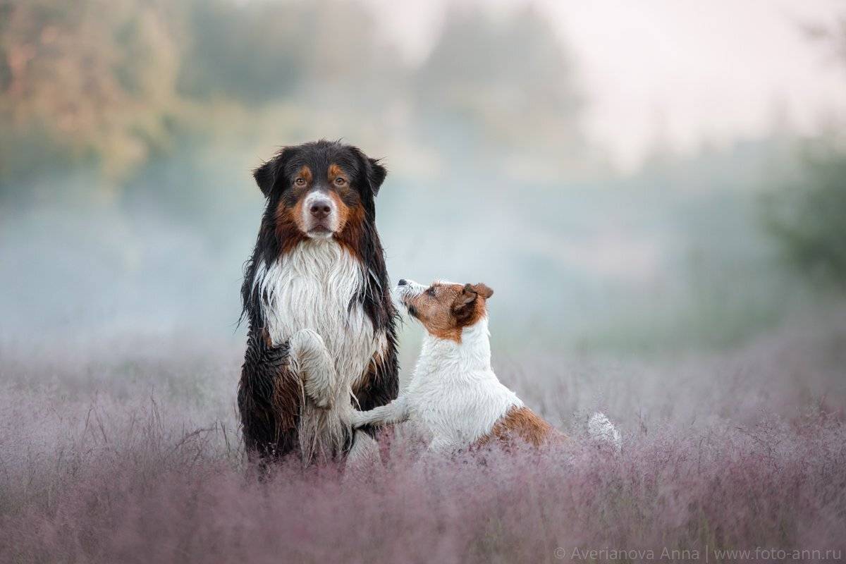Собаки, природа, туман, Анна Аверьянова