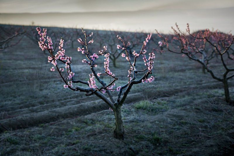 крым, апрель, цветение персика пора цветенияphoto preview