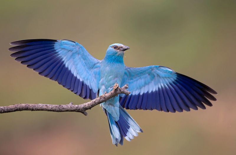 european rollerphoto preview