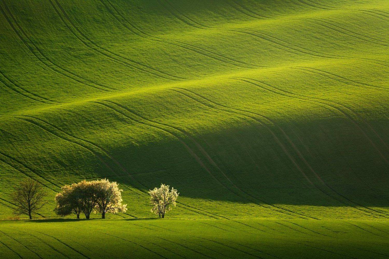 czech republic, bohemia, czech, south moravia, moravia, moravian tuscany, tschechische republik, s&uuml;dm&auml;hren, m&auml;hren, europe, flowers, blooming trees, spring trees, tree, grove, green, brown, field, evening field, spring field, evening, evening light, count, Daniel Rericha