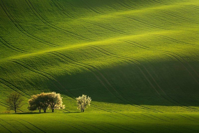 czech republic, bohemia, czech, south moravia, moravia, moravian tuscany, tschechische republik, südmähren, mähren, europe, flowers, blooming trees, spring trees, tree, grove, green, brown, field, evening field, spring field, evening, evening light, count Moravian wavesphoto preview