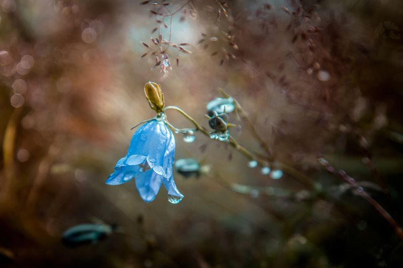 Flower.photo preview