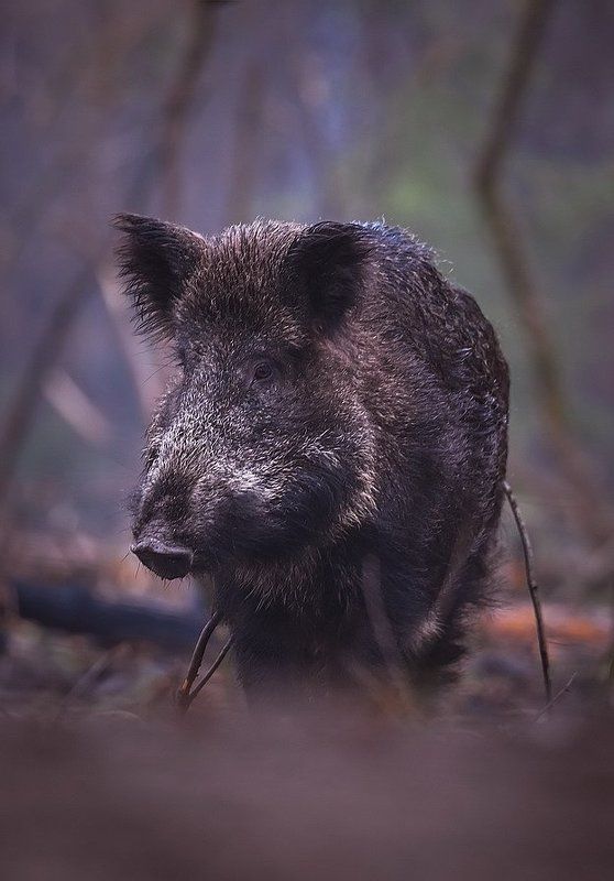 Мечтательphoto preview