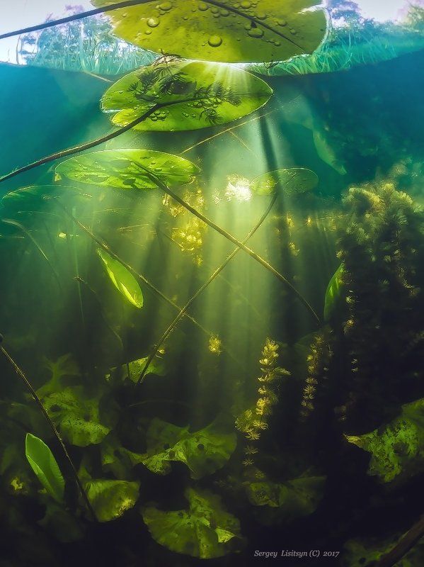 Здесь рыба есть, но ее не видно.photo preview