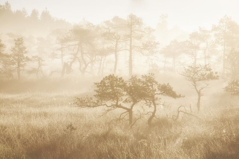 болото туман латвия Kemeriphoto preview