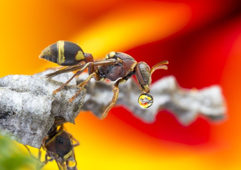 #macro#wasp#waterbubble#reflection#colors Wasp 170718Aphoto preview