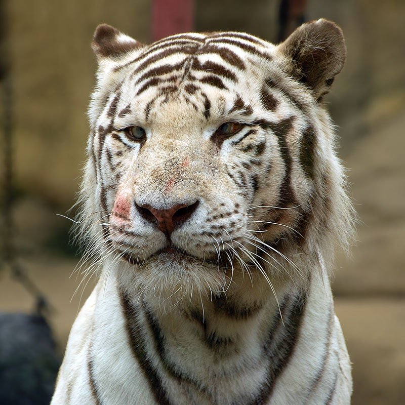 тигр,животные кособланкаphoto preview