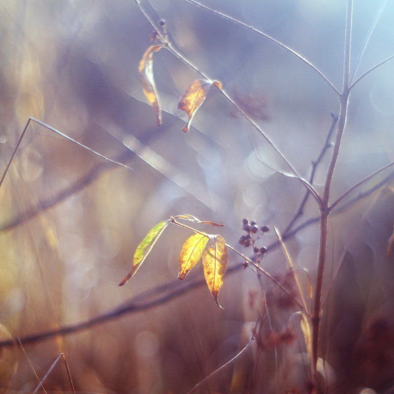 Еще одна осенняя серияphoto preview