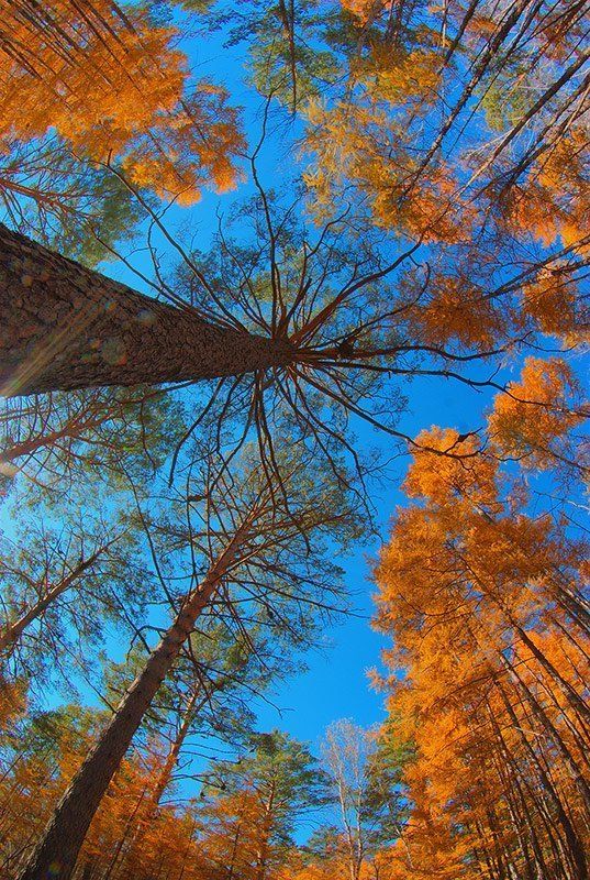 Таежный небосвод....photo preview