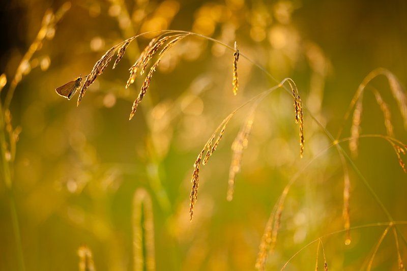 бабочка, вечер на самом краю..photo preview