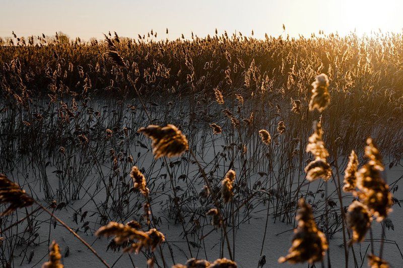 камыш, снег, солнце Беспорядокphoto preview