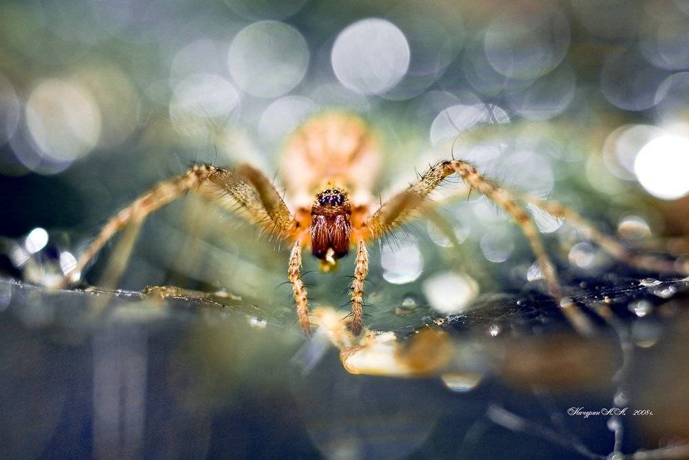 Гламурный паук. Автор: Качурин Алексей макро, паук, гламур, Качурин Алексей