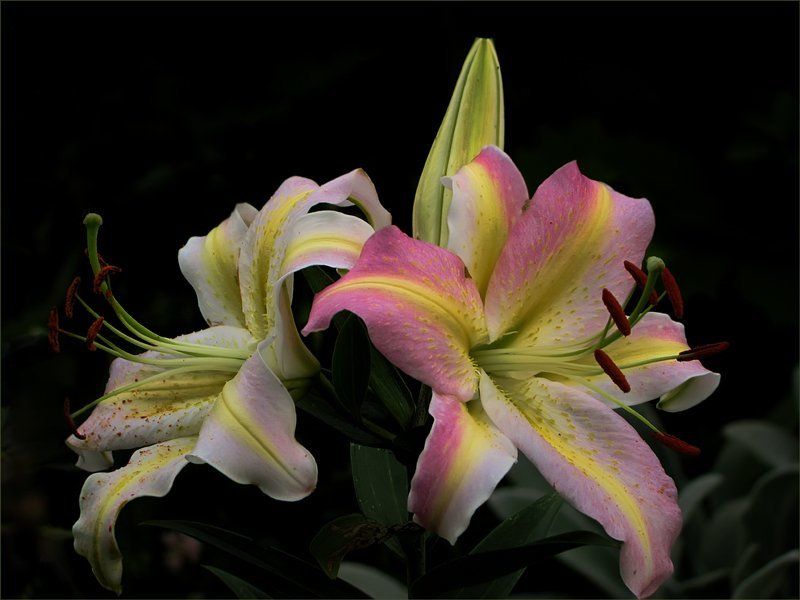 лилии, цветы, флора ,,,photo preview