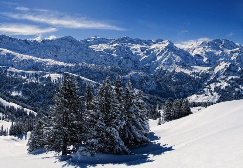 горы, снег, ель Край голубых елейphoto preview