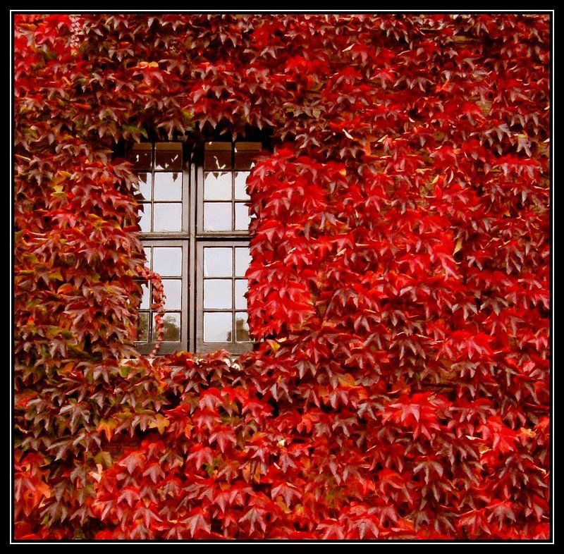 cambridge,england Ещё одна осеньphoto preview