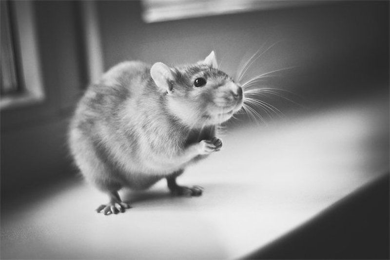 Please give cheesephoto preview