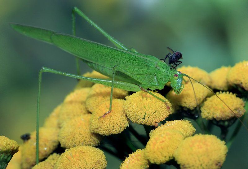 лето, цвек, муха, кузнечик А муха на шею бросается,целуется и обнимается....photo preview