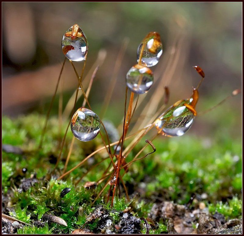 Макро букетик.photo preview