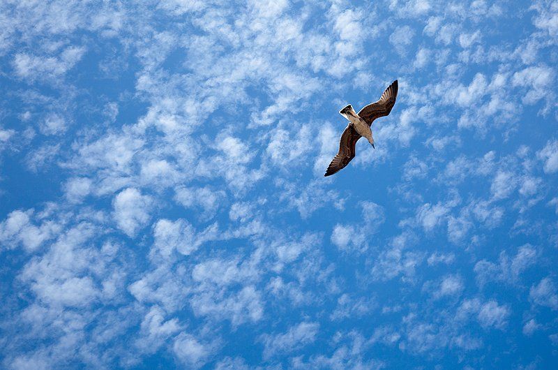 Свободы взглядphoto preview