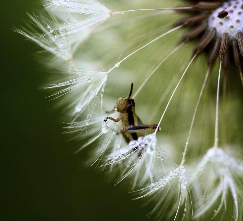роса, одуванчик, кузнечик Утренние процедурыphoto preview