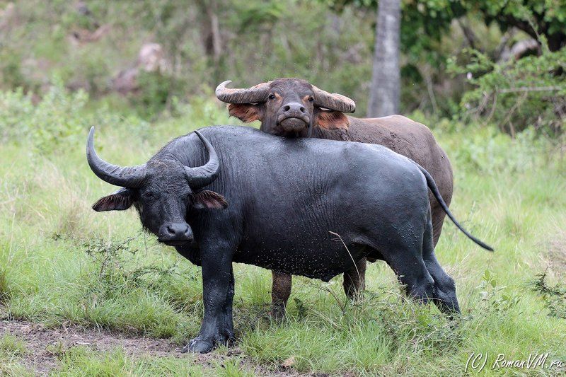 индонезия, комоды, буйвол Семейный портрет. фото превью
