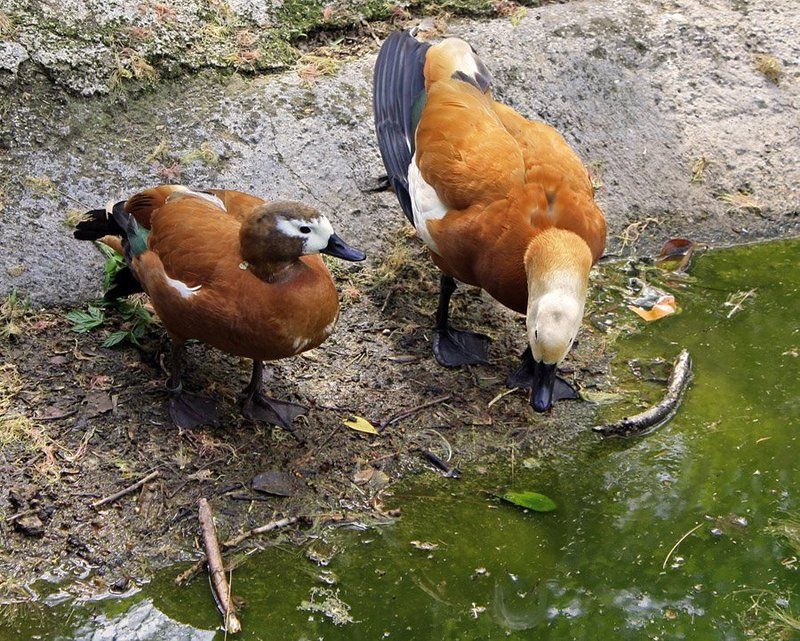 зоопарк, обезьяна, тигр, утки, птицы, морской котик Зоопаркphoto preview