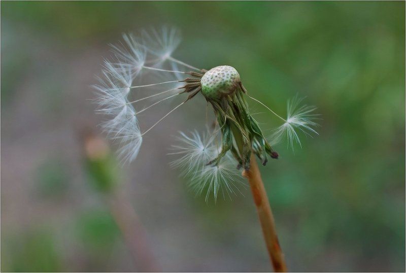природа, философия Былое ...не  вернуть...photo preview