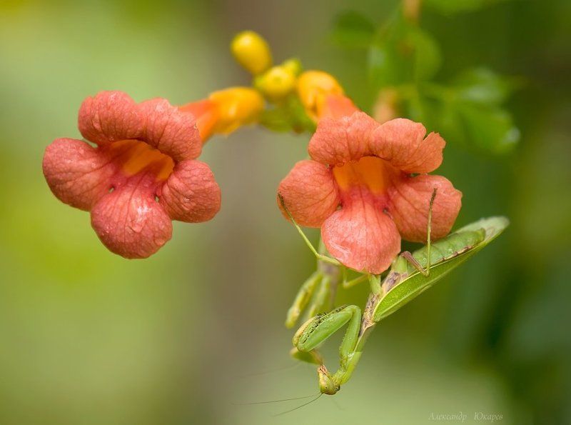 Двоеphoto preview