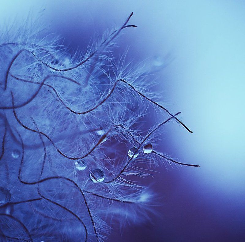 softly feathersphoto preview