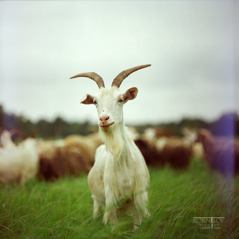 козёл, козел, светлый, поле, трава, северные, земли, дмитрий, корнилов, плёнка, 6х6, средний, формат, киев, 88 Козел светлыйphoto preview