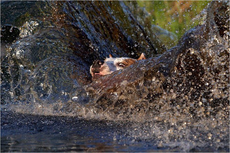 собака, брызги, вода Волнорезphoto preview