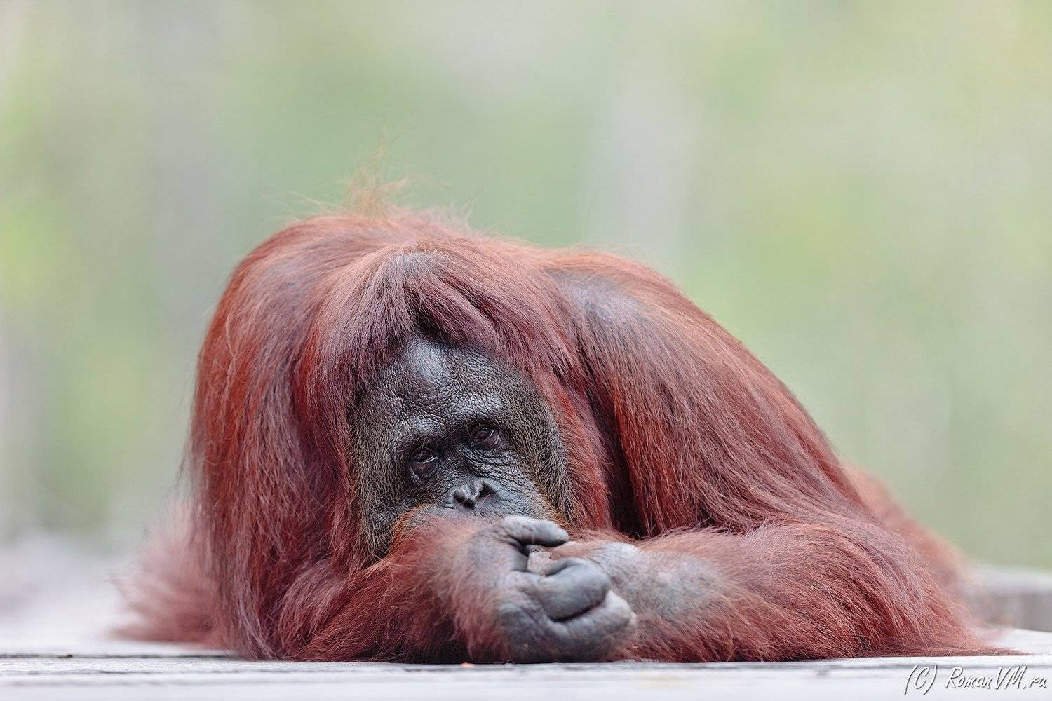 индонезия, орангутан, джунгли, борнео, тропики, Роман Мурушкин