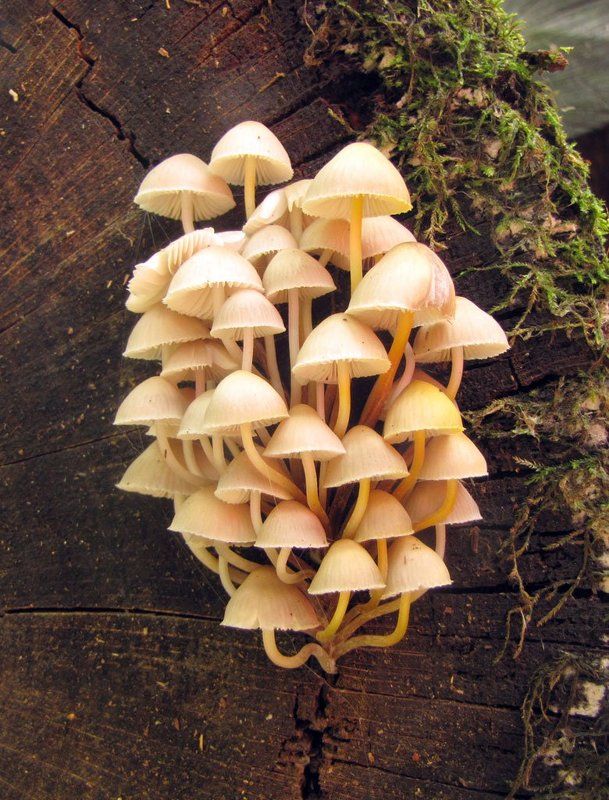 грибы, пень, осень, парк Конделябрphoto preview