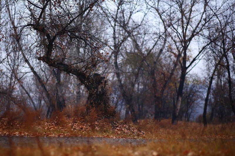 Осеннийбалphoto preview