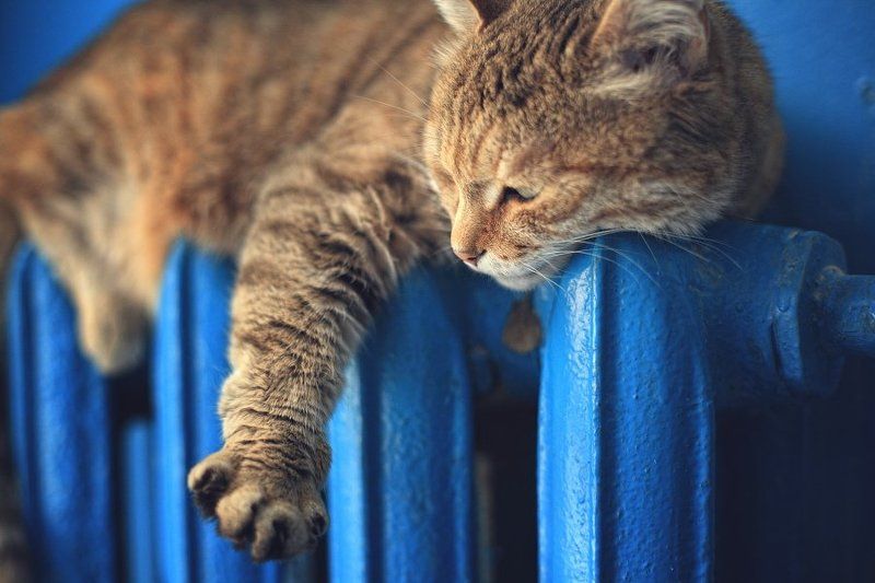 NIKA...photo preview