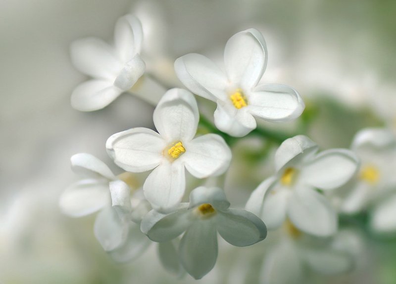 нежность весныphoto preview