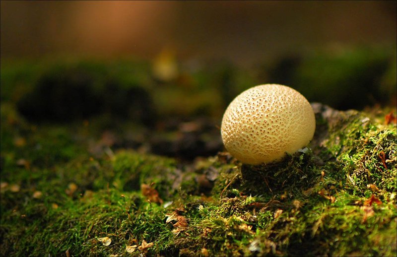 лесной лошарикphoto preview