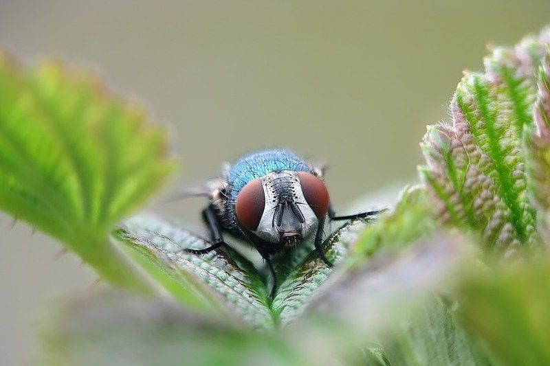 муха зелененький он был... фото превью