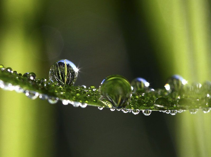 роса, утро, трава За кулисамиphoto preview