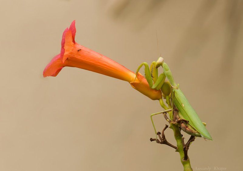 Старый граммофонphoto preview