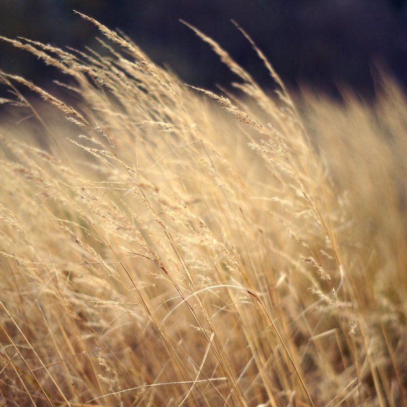 Сухиеphoto preview