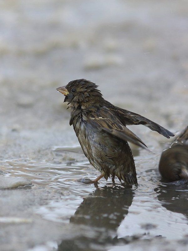 воробей почти пингвинphoto preview