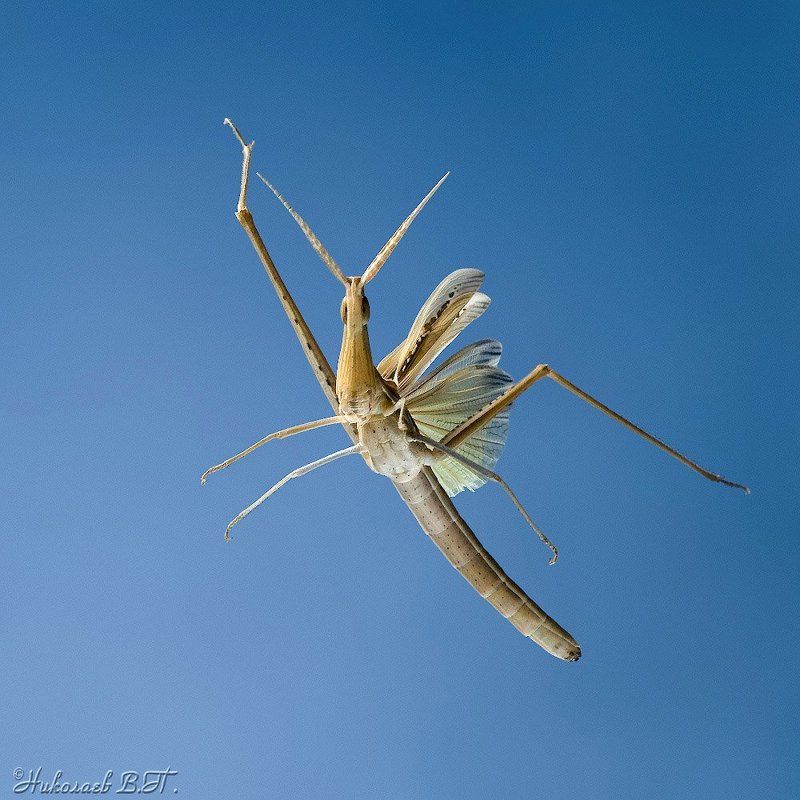 акрида, полет, марафонец Марафонецphoto preview