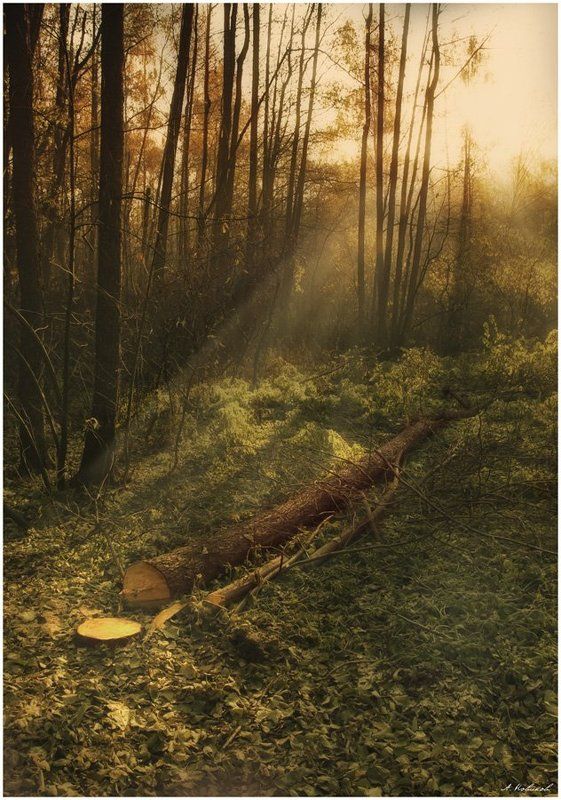 В Измайловском лесуphoto preview