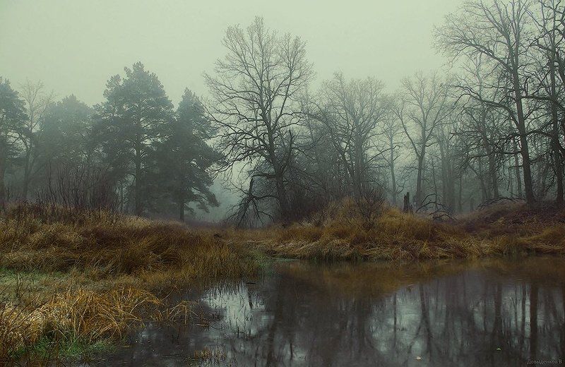 осень, дубы, болото Дубы - колдуны.photo preview