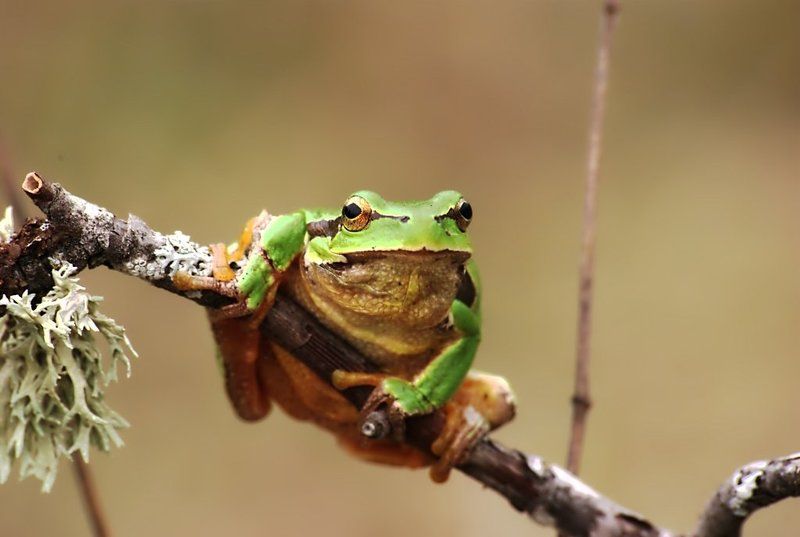 лягушка, квакша, земноводное, природа Tree-frog(квакша)photo preview