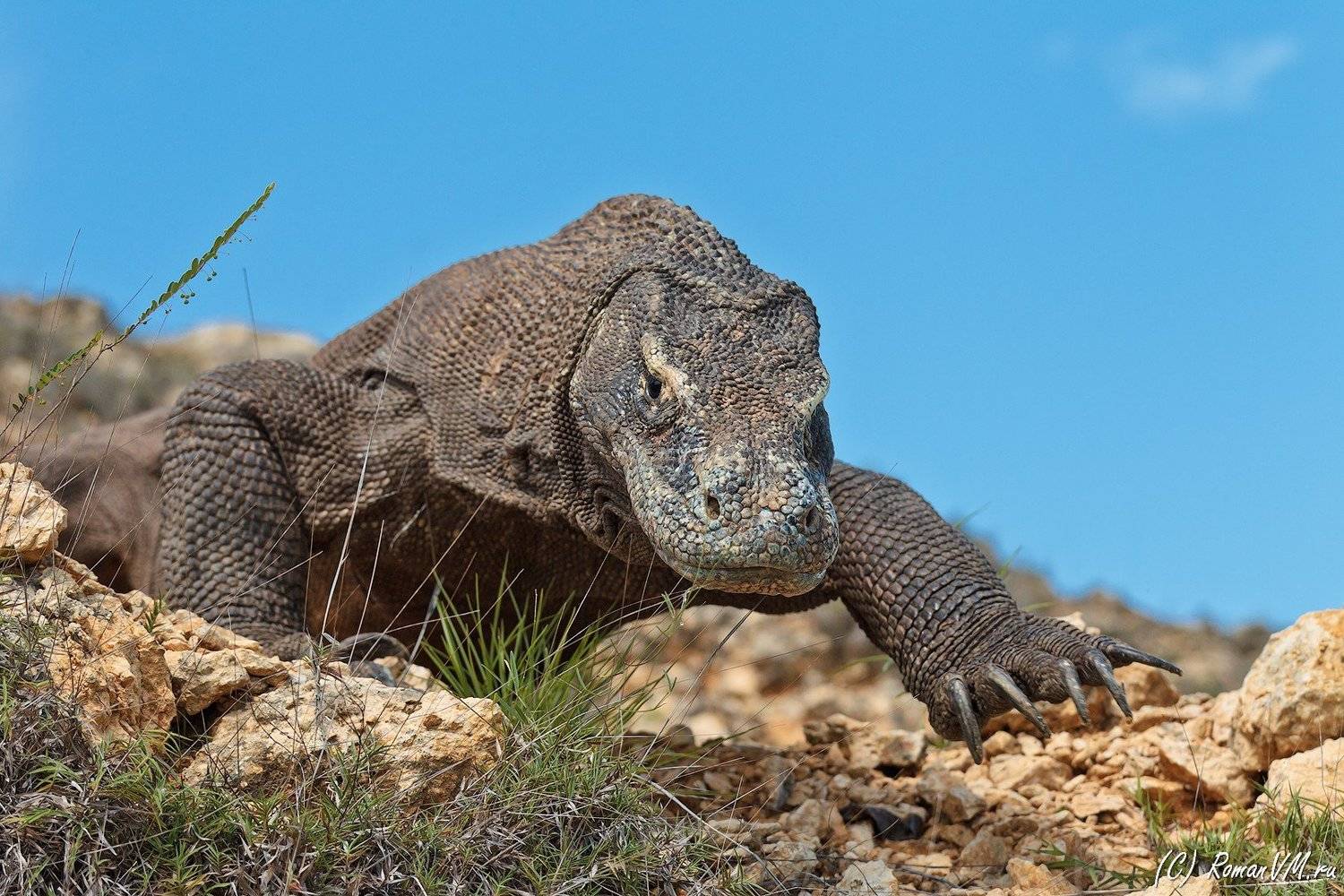 Вездеход.. Автор: Роман Мурушкин индонезия, варан, дракон, тропики, комоды, Роман Мурушкин
